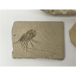 Two Scutella echinoids in a matrix, age; Oligocene period, location; Dinan France, together with a trilobite in matrix, and three other fossils  