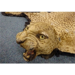  Taxidermy: Indian Leopard Skin Rug (Panthera pardus), circa 1940, full head mount in snarling position, inset glass eyes and claws with hessian trim and khaki canvas backing, by Van Ingen & Van Ingen of Mysore, W184cm x L244cm   