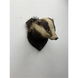 Taxidermy: European Badger Mask (Meles meles), adult Badger mask looking straight ahead, mounted upon a wooden shield, H30cm