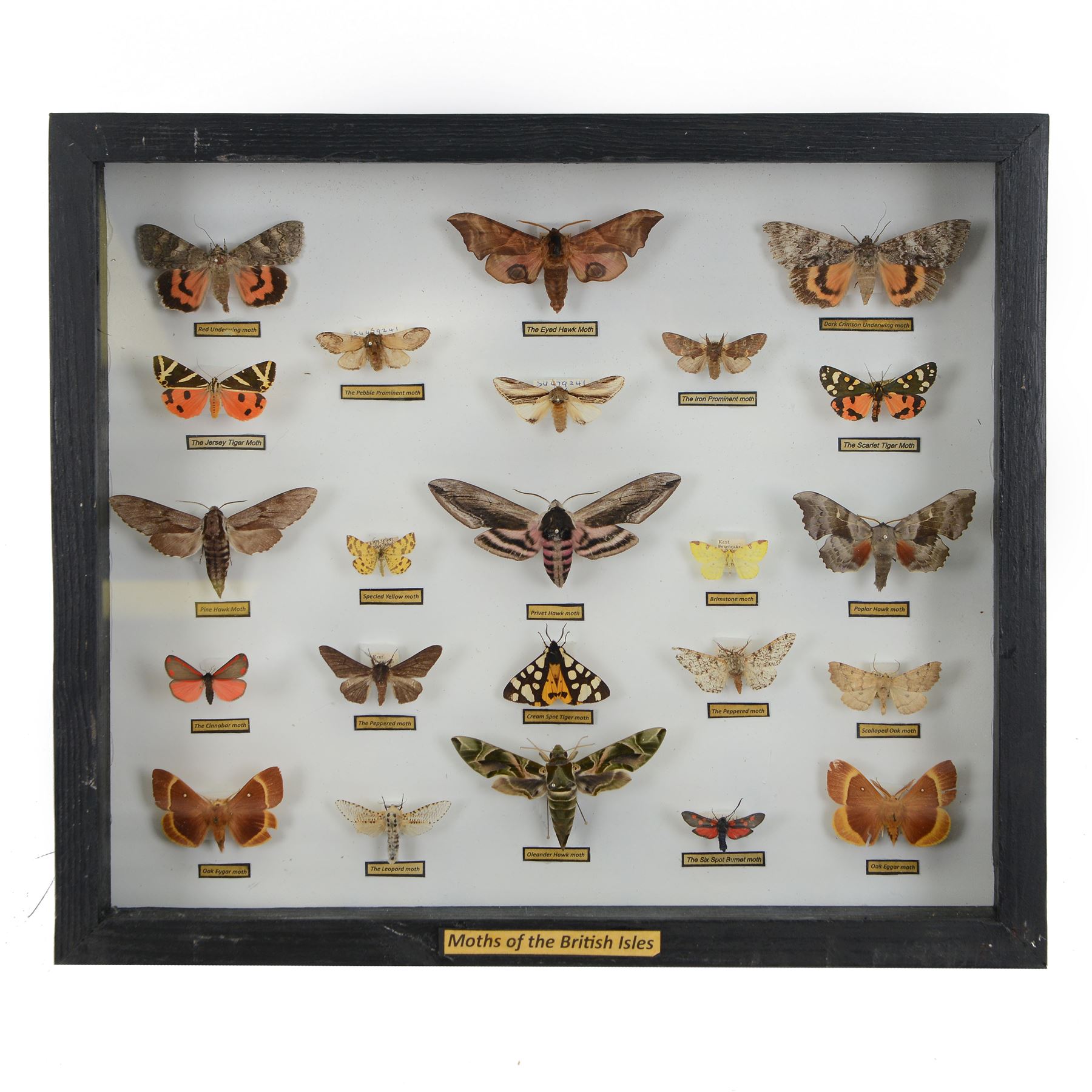 Entomology: Single glazed display Moths of the British Isles, circa 20th century, single glazed display containing twenty three specimens, including Privet Hawk, Eyed Hawk, Oleander Hawk, some with attached data labels, all pinned upon foam backing and named labels, enclosed within a glazed ebonised display case, H33cm, L38cm