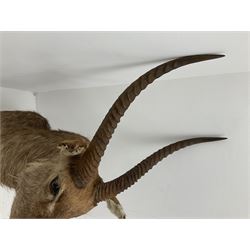 Taxidermy: East African Ellipsen Waterbuck (Kobus ellipsiprymnus), adult male shoulder mount looking straight ahead, approximately H120cm