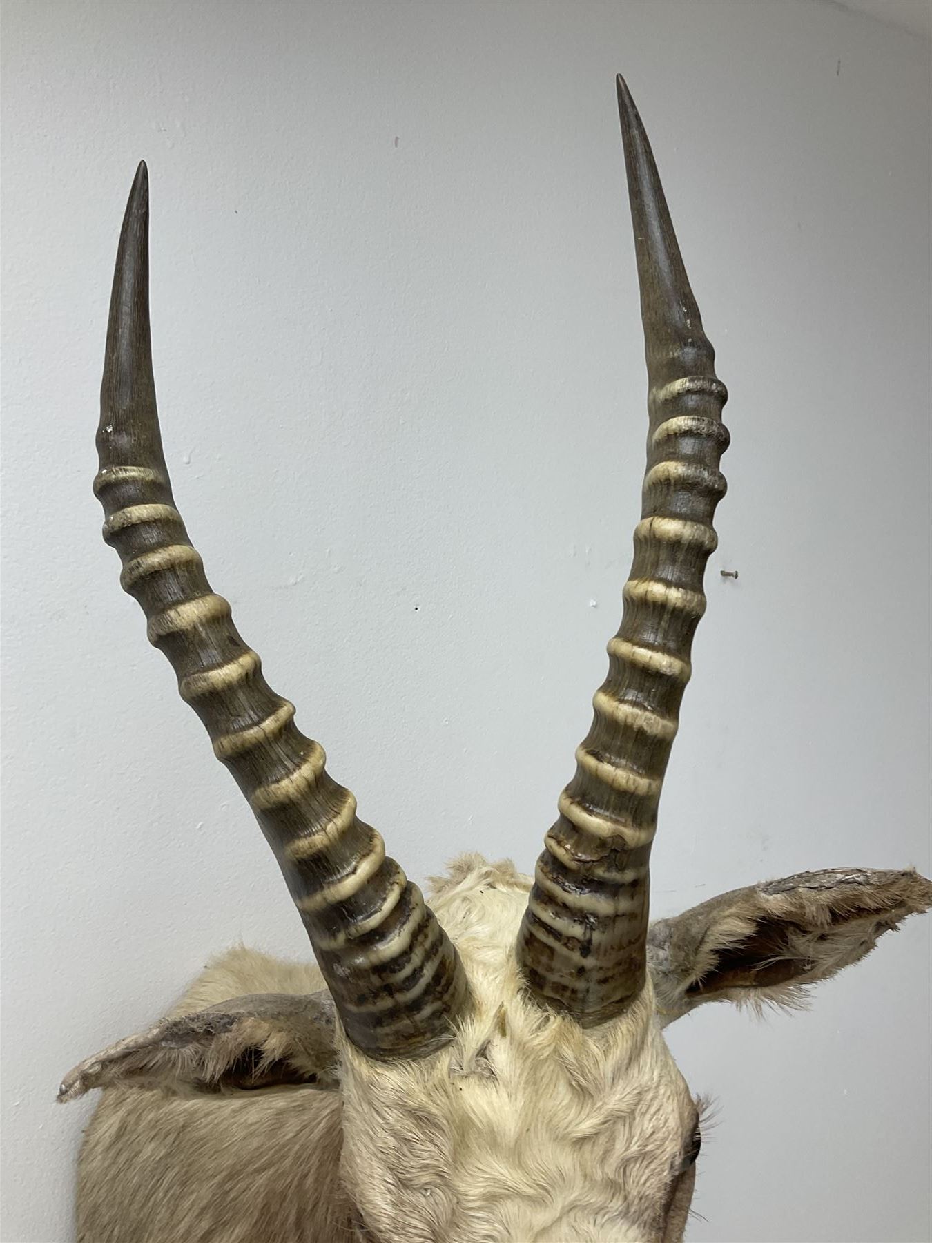 Taxidermy: White Blesbok (Damaliscus pygargus phillipsi), light coloured shoulder mount, approximately H85cm