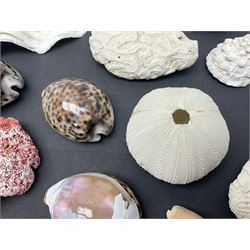 Conchology: collection of dried coral specimens together with a large collection of shells including cowrie shell, etc 