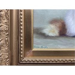 English School (19th/20th century): Study of a Persian Cat, oil on canvas board indistinctly signed 20cm x 25cm