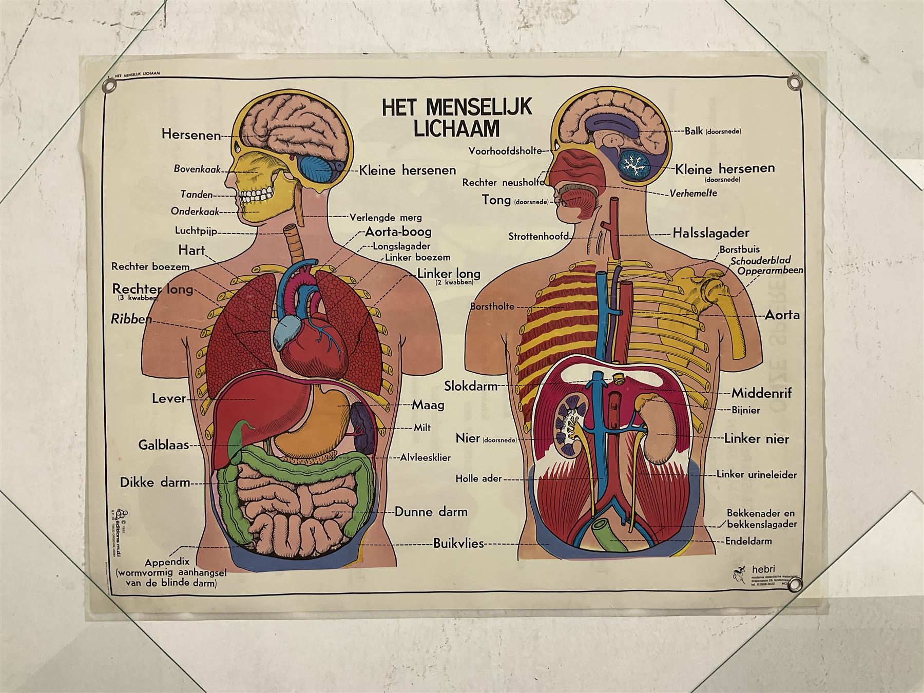 Five early 1980s Dutch medical posters, double sided decorated with colourful label anatomical diagrams, marked Hebri, Holland, W70cm H92cm