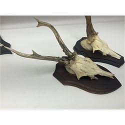 Antlers/Horns: Roe Deer (Capreolus capreolus) ten pairs of roe deer antlers mounted upon wooden shields, shield H20cm 