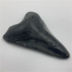 Black Megalodon (Otodus Megalodon) tooth fossil, age; Miocene period, H9cm, W7cm