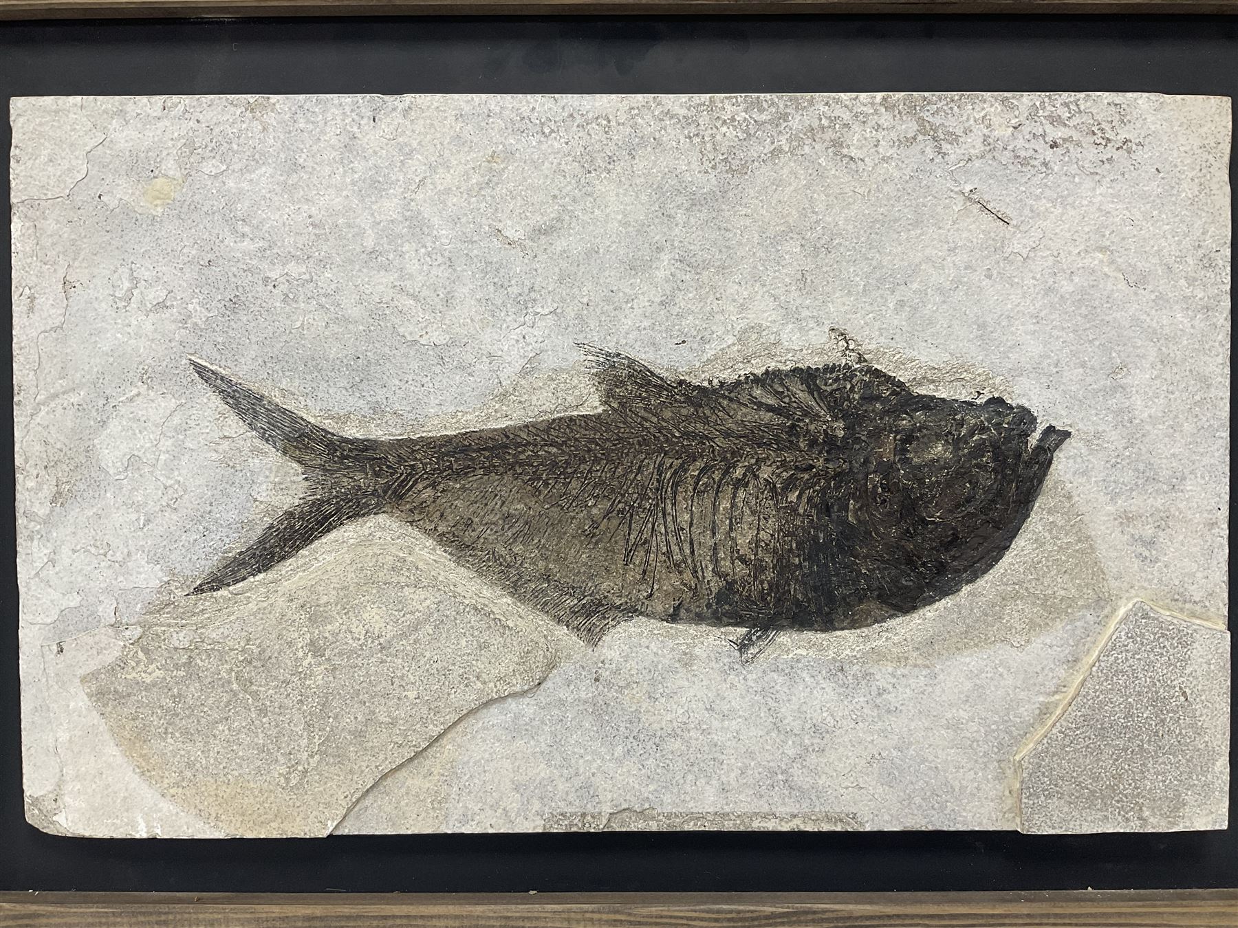 Large Fossilised fish in matrix (Knightia alta), age; Eocene period, location; Green River Formation, Wyoming, USA, in frame, fish L42cm, frame H49cm, L72cm