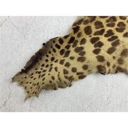 Taxidermy: Early 20th century Indian leopard (Panthera pardus fusca), adult skin rug with head mount, mouth agape, with limbs outstretched, nose to tail L156cm