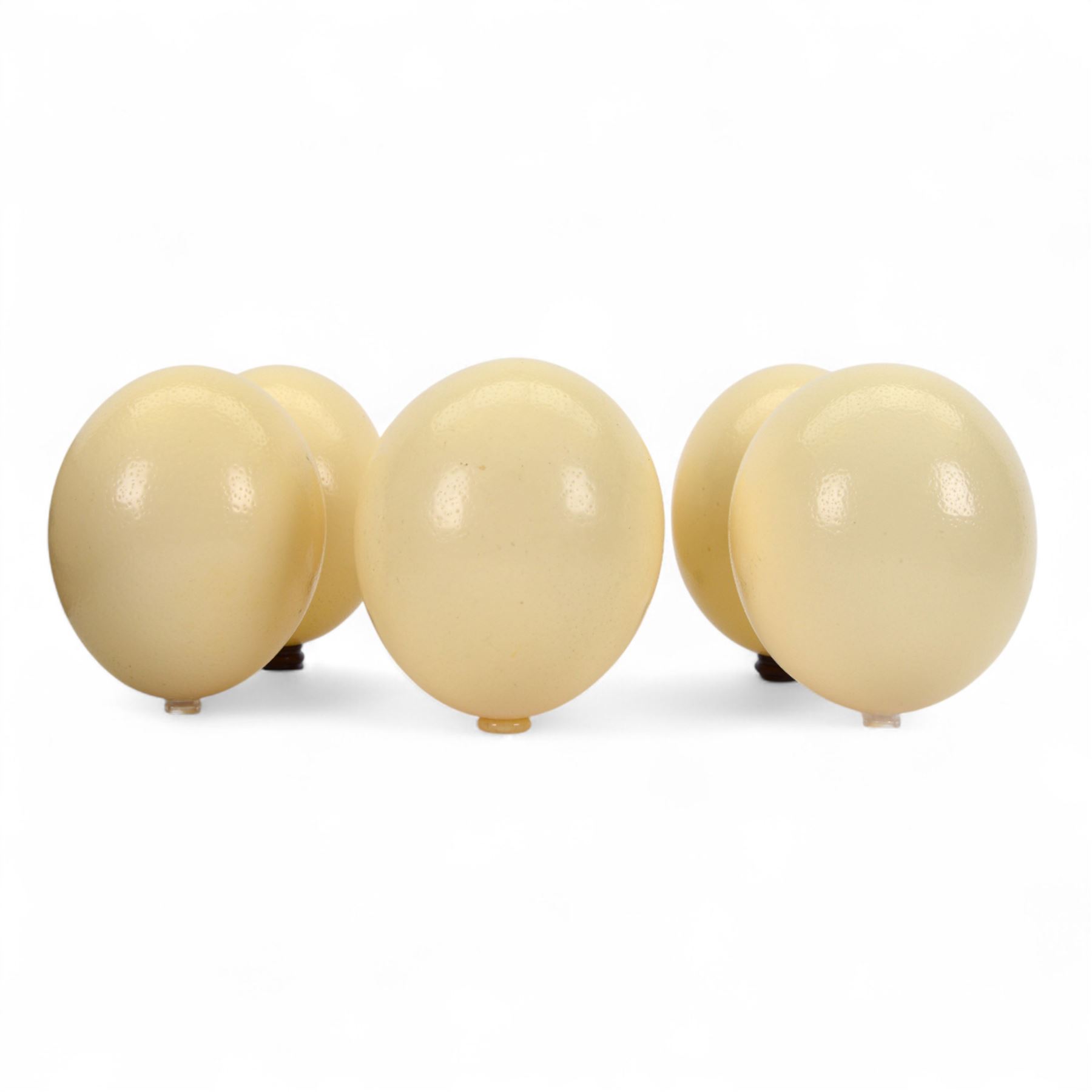 Six blown Ostrich (Struthio) eggs