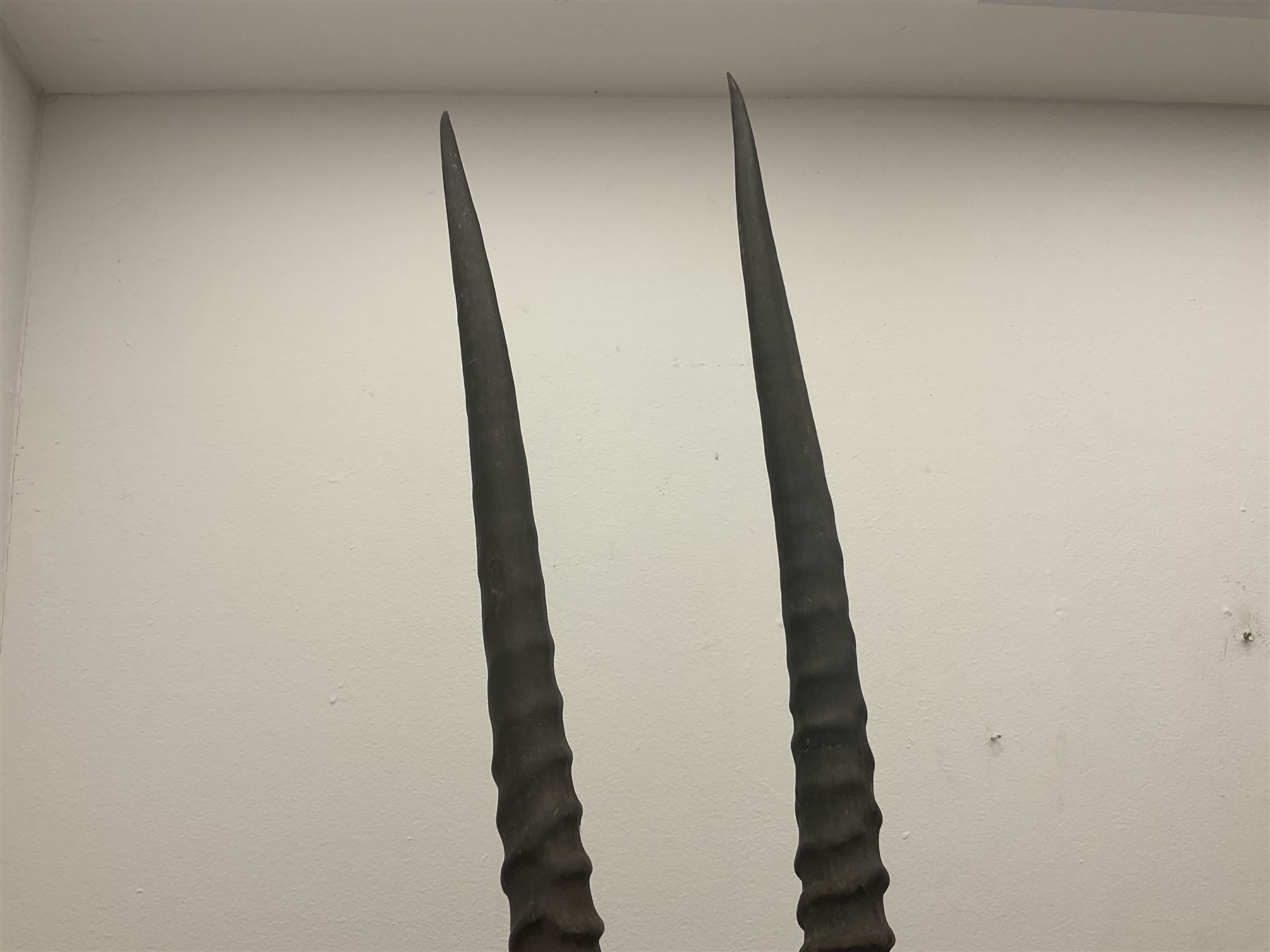 Taxidermy: Fringed-eared oryx (Oryx beisa callotis), circa 1960, by Rowland Ward Ltd,  adult male shoulder mount looking straight ahead, D62cm