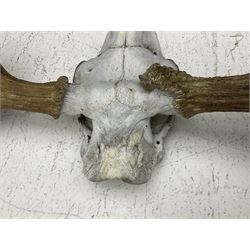 Antlers/Horns:Set of European Moose Antlers (Alces alces), a large set of adult bull Moose antlers on upper skull, widest span 114cm
