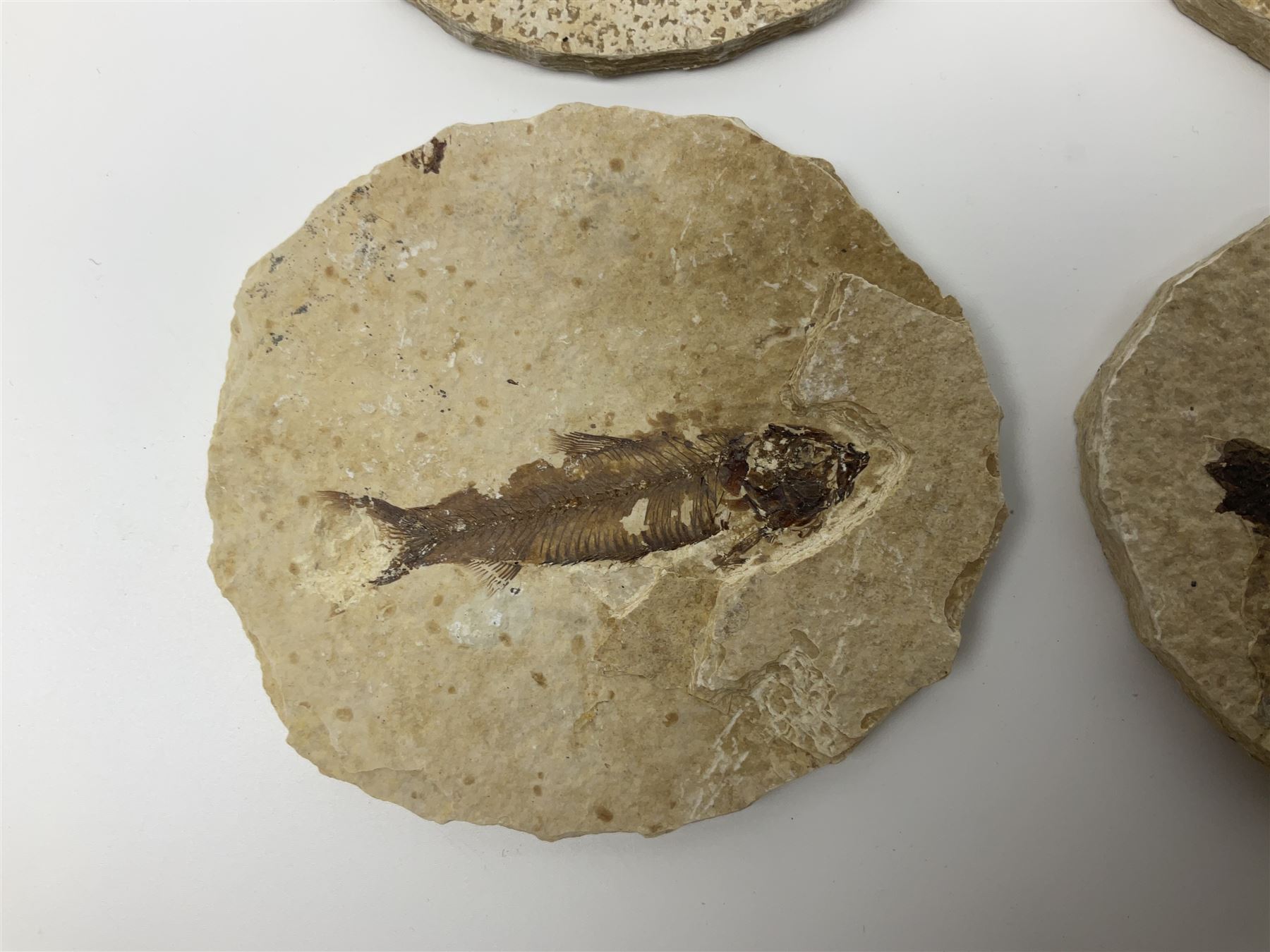 Four fossilised fish (Knightia alta) each in an individual matrix; age; Eocene period, location; Green River Formation, Wyoming, USA, largest matrix H8cm, L10cm
