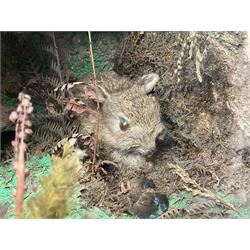 Taxidermy; cased bird diorama, to include Red-neck Pheasants (Phasianus colchicus) adult mounts hen and cock, Common Kestrel (Falco tinnunculus), Common Blackbird (Turdus merula), Starling (Sturnus vulgaris) and others,  in a naturalistic setting, encased within a single pane display case, H66cm, L97cm
