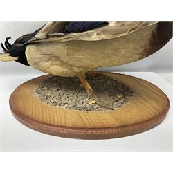 Taxidermy; Barnacle goose (Branta leucopsis), full adult mount, upon a rectangular base, together with Mallard (Anas platyrhynchos), full mount drake, upon an oval base, goose H28cm