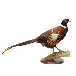 Taxidermy - Ring necked Pheasant (Phasianus Colchicus) Full adult mount with head turning ...