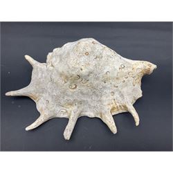 Conchology: selection of conch shells, to include horned examples, largest H17cm, L24cm