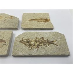 Four fossilised fish (Knightia alta) each in an individual matrix, age; Eocene period, location; Green River Formation, Wyoming, USA, largest matrix H6cm, L11cm