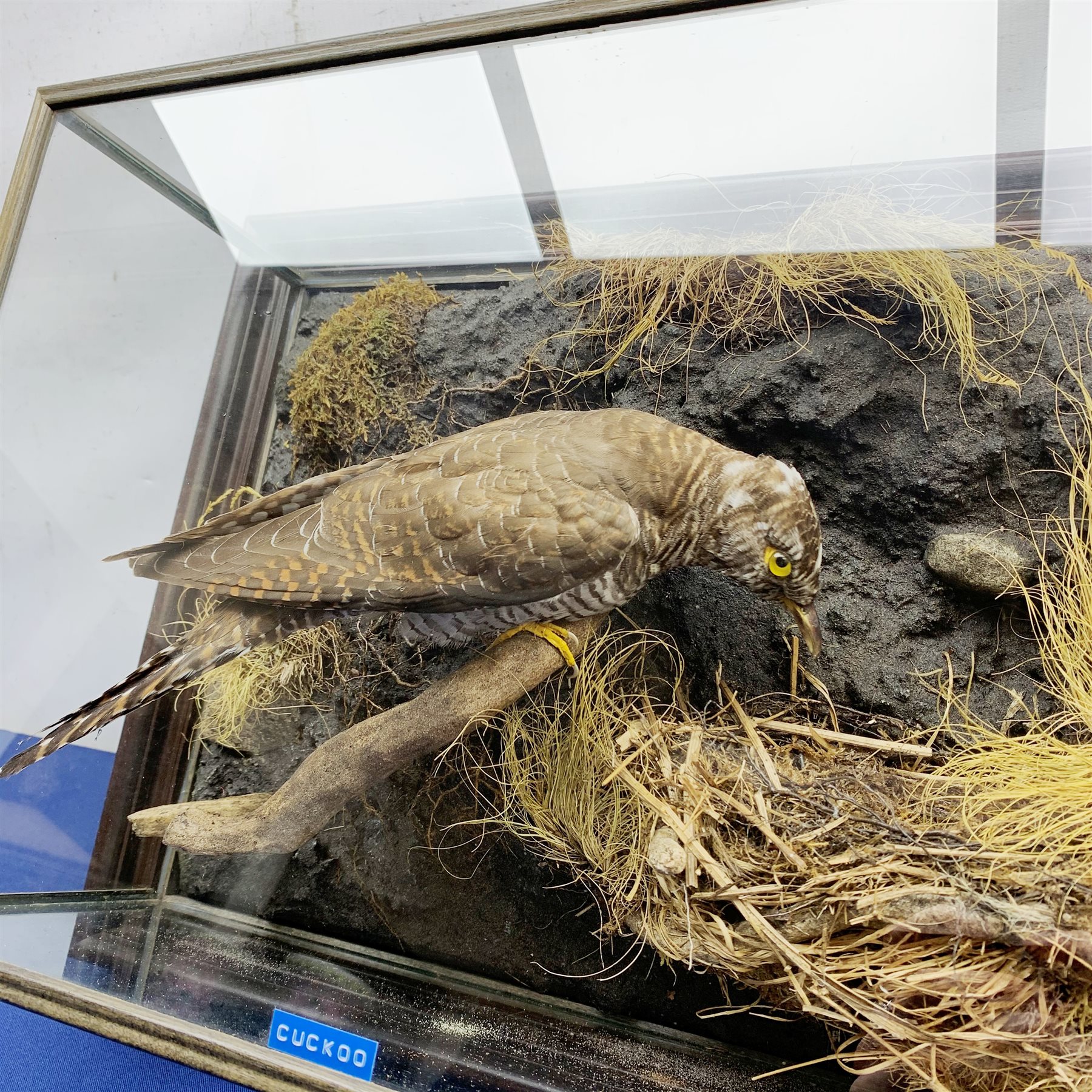 Taxidermy: 20th century cased Cuckoo (Cuculus canorus), looking over a birds nest containing faux eggs, set against a naturalistic backdrop detailed with roots, moss and grass, enclosed within a five pane display case upon frame mount, with taxidermist paper label verso detailed David Astley Taxidermist, H32cm L47cm D19cm 