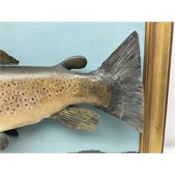 Taxidermy: Brown trout (Salmo trutta), skin mount on open display set against blue painted back drop with a gilt frame, H55cm, L89cm 