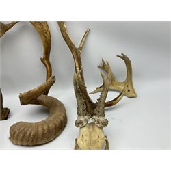 Antlers/Horns: two Roebuck Antlers with skull (Capreolus capreolus), together with two individual roe deer antlers (Capreolus capreolus) and other horns 