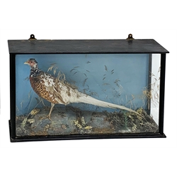 Taxidermy: Victorian cased Pheasant, set in a naturalistic setting, in glazed case, W90cm, H50cm, D21cm