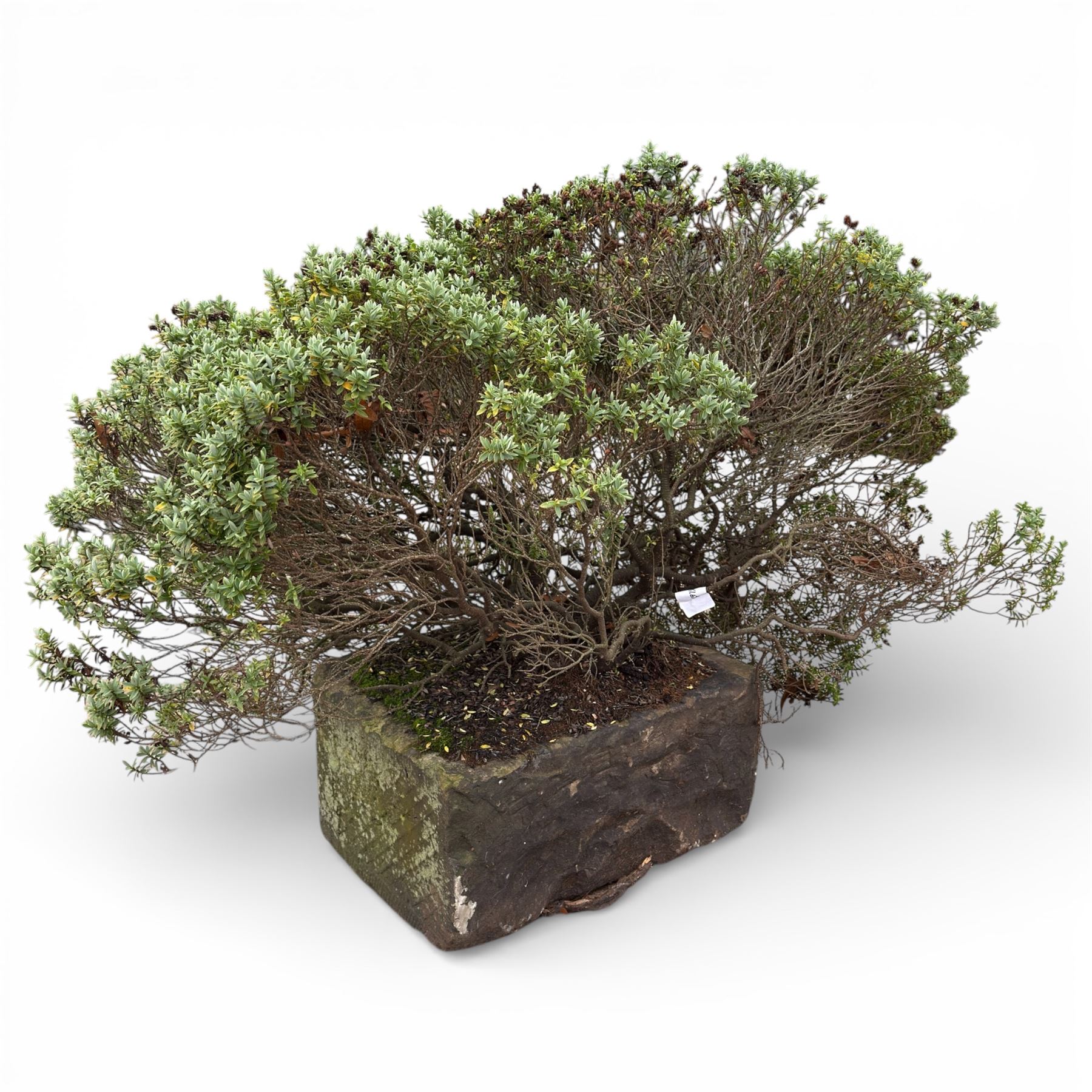 19th century stone trough, planted