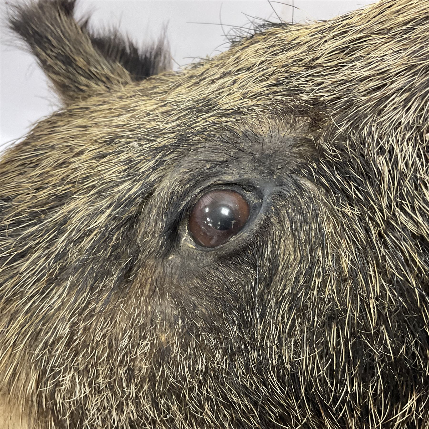 Taxidermy: European Wild Boar (Sus scrofa), adult male shoulder mount looking straight ahead mouth agape, mounted upon a wooden shield, D52cm