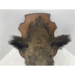 Taxidermy: European Wild Boar (Sus scrofa), adult male shoulder mount looking straight ahead, with mouth agape, on an wooden shield bearing brass plaque 'Boise de Sainte-Anne, 5 December 1930', D53cm
