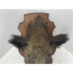 Taxidermy: European Wild Boar (Sus scrofa), adult male shoulder mount looking straight ahead, with mouth agape, on an wooden shield bearing brass plaque 'Boise de Sainte-Anne, 5 December 1930', D53cm