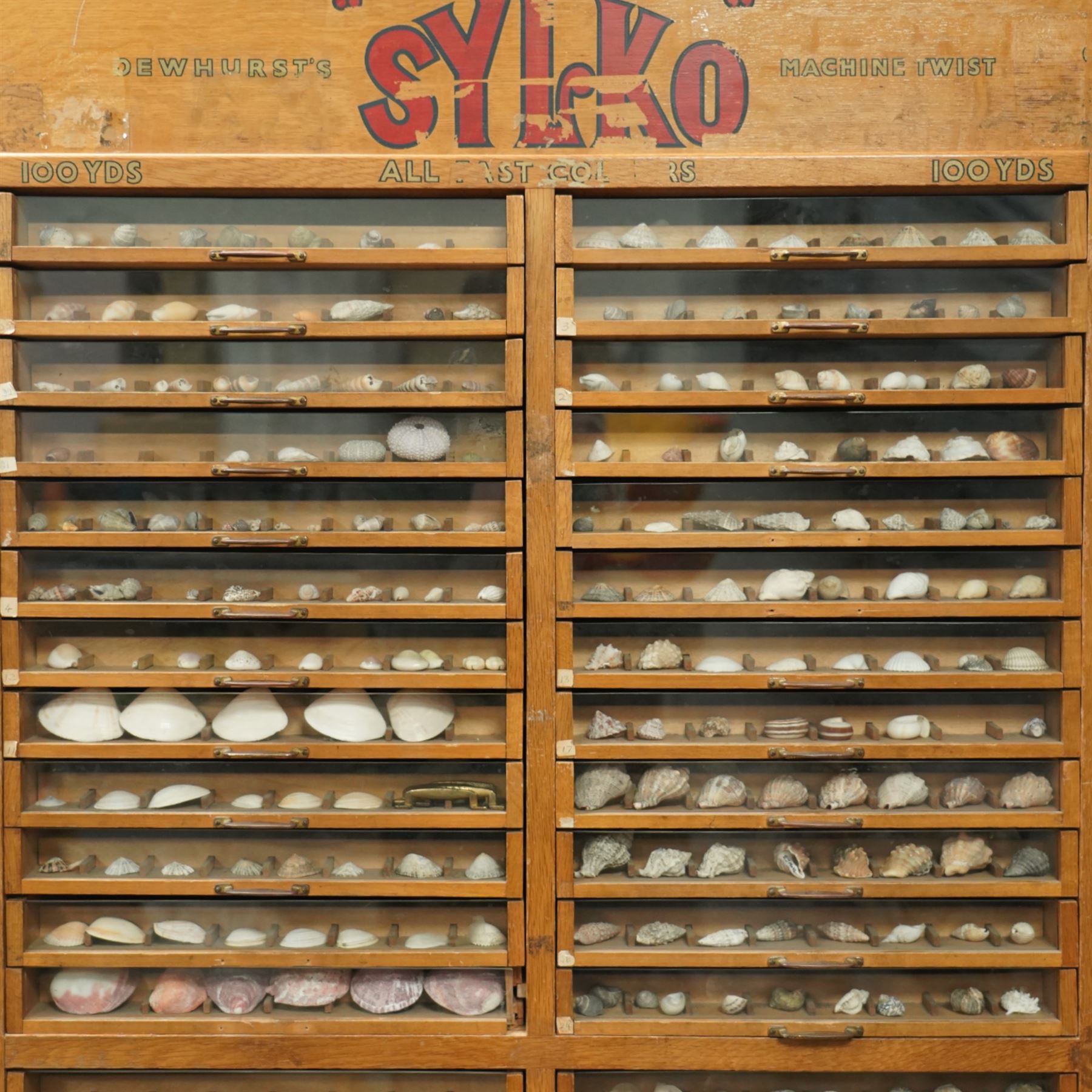 Sylko display cabinet, with fifty drawers with glass fronts, each drawer divided into eight sections displaying shells, with two door cupboard beneath