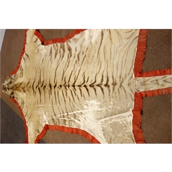  Taxidermy - Early 20th century Tiger skin rug with head mount, glass eyes, limbs outstretched, backed onto canvas backing material with felt trim, W206cm x L330cm   