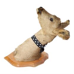 Taxidermy: Red Grouse (Lagopus lagopus) and Melanistic Cock Pheasant (Phasianus colchicus), roe deer shoulder mount (Capreolus capreolus)