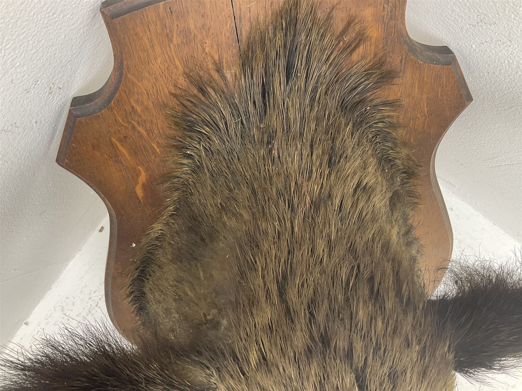 Taxidermy: European Wild Boar (Sus scrofa), adult male shoulder mount looking straight ahead, with mouth agape, on an wooden shield bearing brass plaque 'Boise de Sainte-Anne, 5 December 1930', D53cm