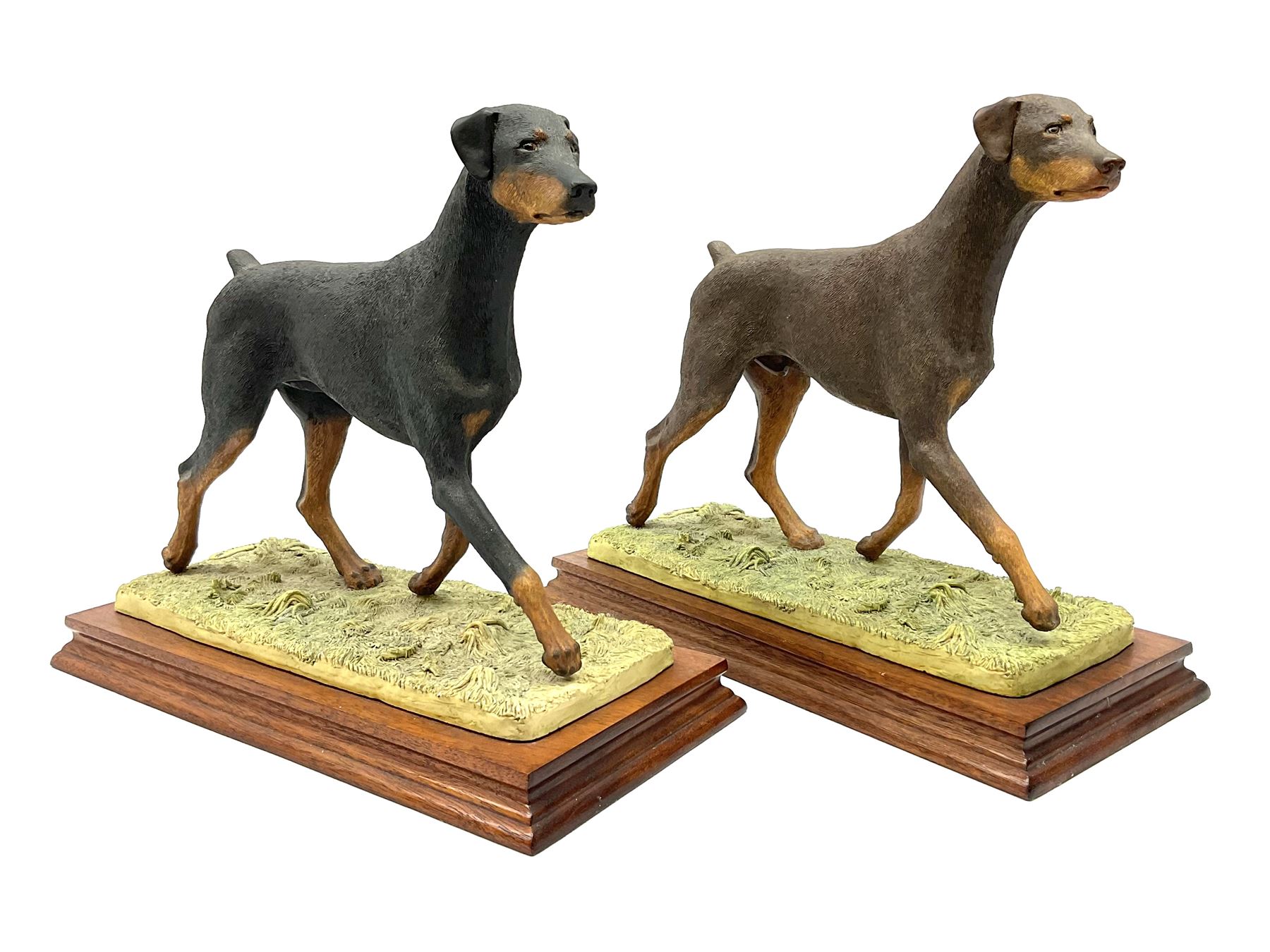 Border Fine Arts Doberman Pinscher, black with brown markings, limited edition 279 of 500 modelled by Elizabeth Waugh, with plinth H20.5cm, together with Border Fine Arts Doberman Pinscher, dark brown with light brown markings, limited edition 297 of 500 modelled by Elizabeth Waugh, with plinth H20.5cm