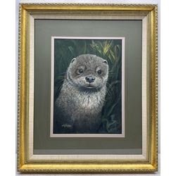 Dick Twinney (British 1943-): Otter Pup in Reeds, gouache signed 39cm x 28cm