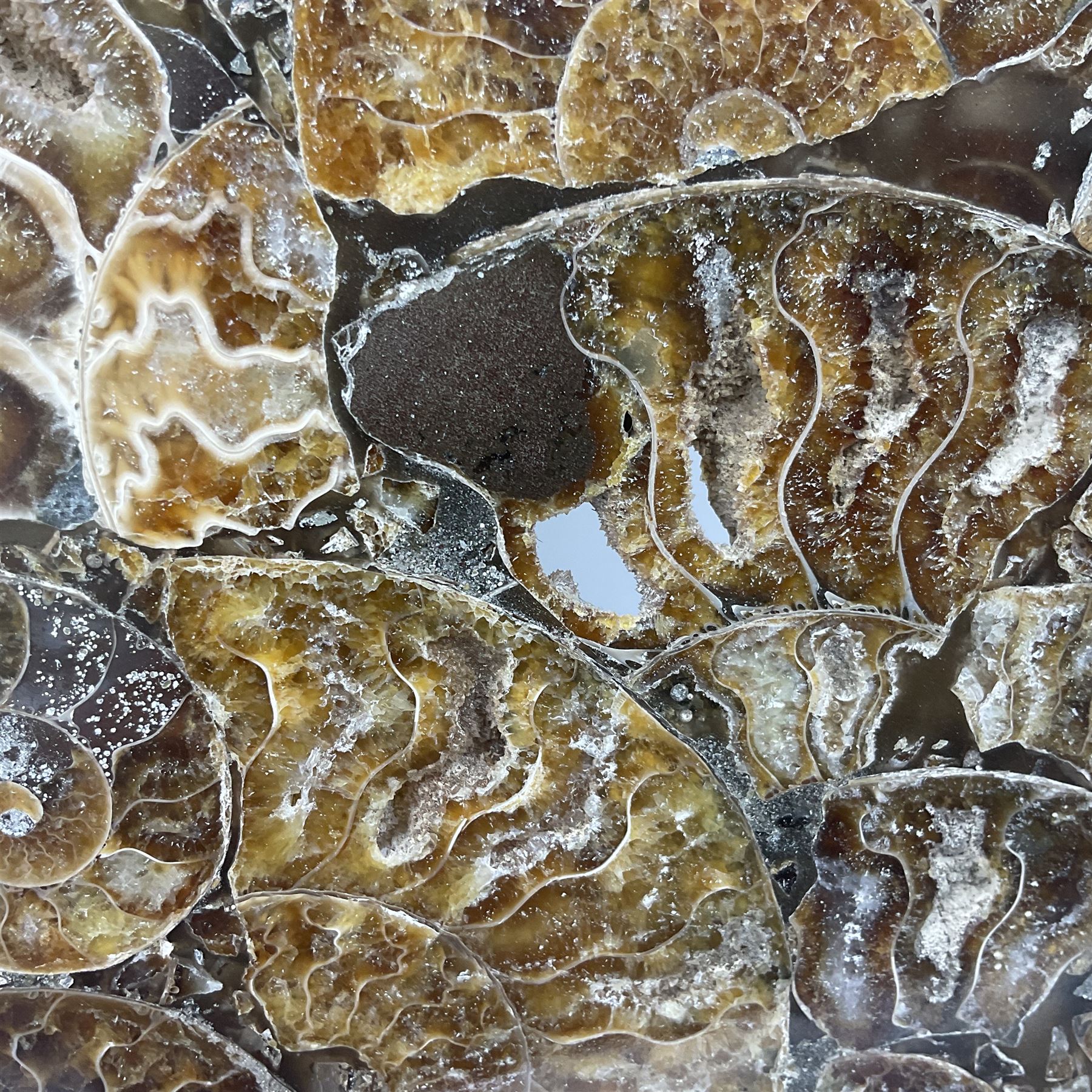 Polished ammonite plate, formed of individual ammonites, age: Jurassic period, D28cm