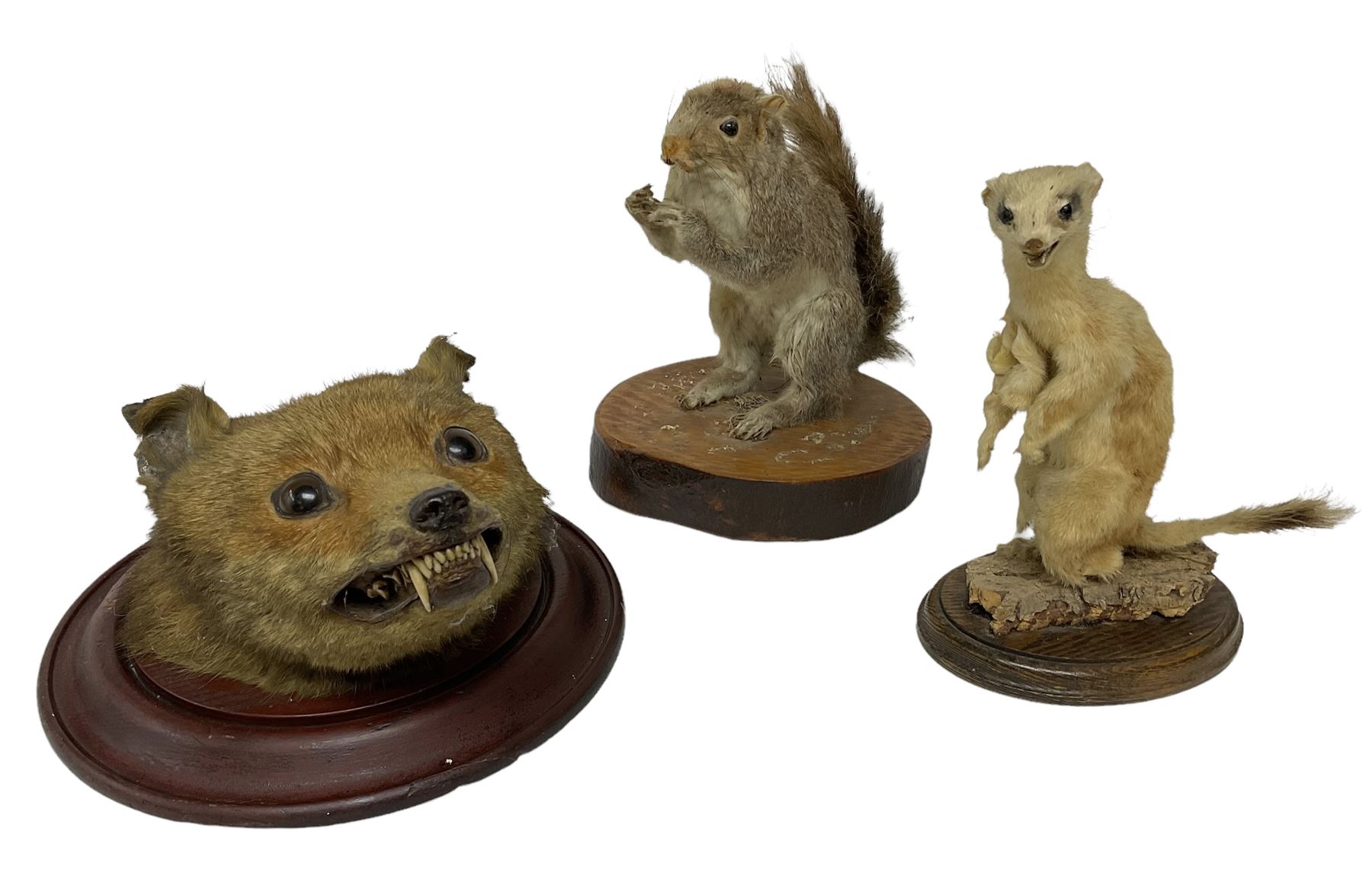 Taxidermy; Red fox mask (Vulpes vulpes), together with stoat (Mustela erminea) study and squirrel (Sciuridae), all on wood bases