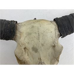 Skulls/Horns: Asian Wild Water Buffalo (Bubalus arnee), set of young adult horns on upper skull W96cm