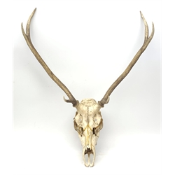 Set of six point Red Deer antlers with skull, W65cm 
