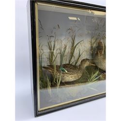 Taxidermy: pair of Green Wing Teal Ducks (Anas Carolinensis), hen and drake, in naturalistic setting, detailed with rockwork and long grasses, set against a painted light blue backdrop, encased within an ebonised single pane display case, with taxidermist paper label verso detailed E Allen & Co No 20 Stonegate York, H47cm L68.5cm D18.5cm