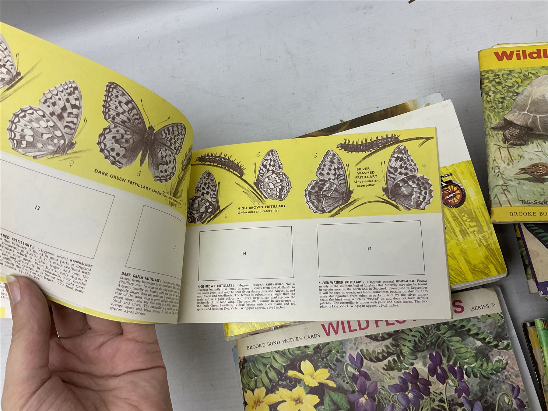 Over eighty trade card albums by Brooke Bond, Lyons, PG Tips, Hornimans, Ty-Phoo etc including some duplicates; and large quantity of loose trade cards