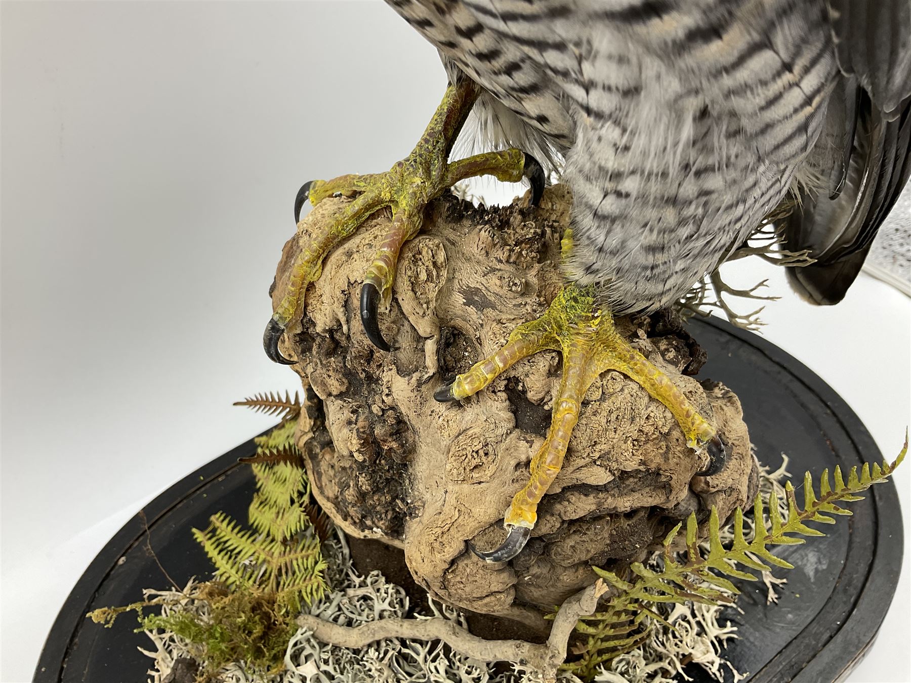 Taxidermy: Victorian cased Peregrine Falcon (Falco peregrinus), full female mount  stood atop a tree stump in a naturalistic ground, enclosed beneath a period oval glass dome with ebonised base, raised upon four bun feet, H54cm D20cm W34cm