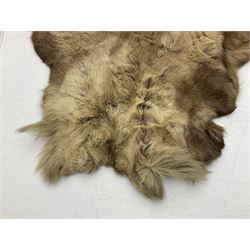 Taxidermy; Goat (Capra aegagrus hircus) pelt and deer (Cervidae) pelt, largest example L127cm