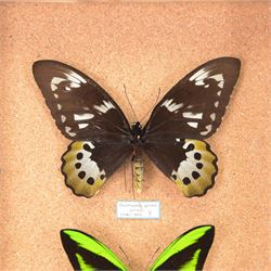 Entomology; pair of Goliath birdwing butterfly (Ornithoptera Goliath) male and female specimens, Please note due to Cities regulations this lot is available to UK buyers only, CITES annex B appendix II.