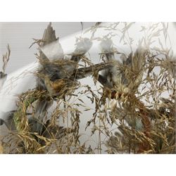 Taxidermy; large Victorian domed taxidermy diorama study of birds, with seventeen specimens including Ring Necked Parakeet, Blue Winged Warbler and Blackbird, the glass dome upon an ebonised wooden base, H77cm, W44cm