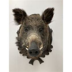 Taxidermy: European Wild Boar (Sus scrofa), adult male shoulder mount looking straight ahead upon an oak carved shield, approximately H67cm