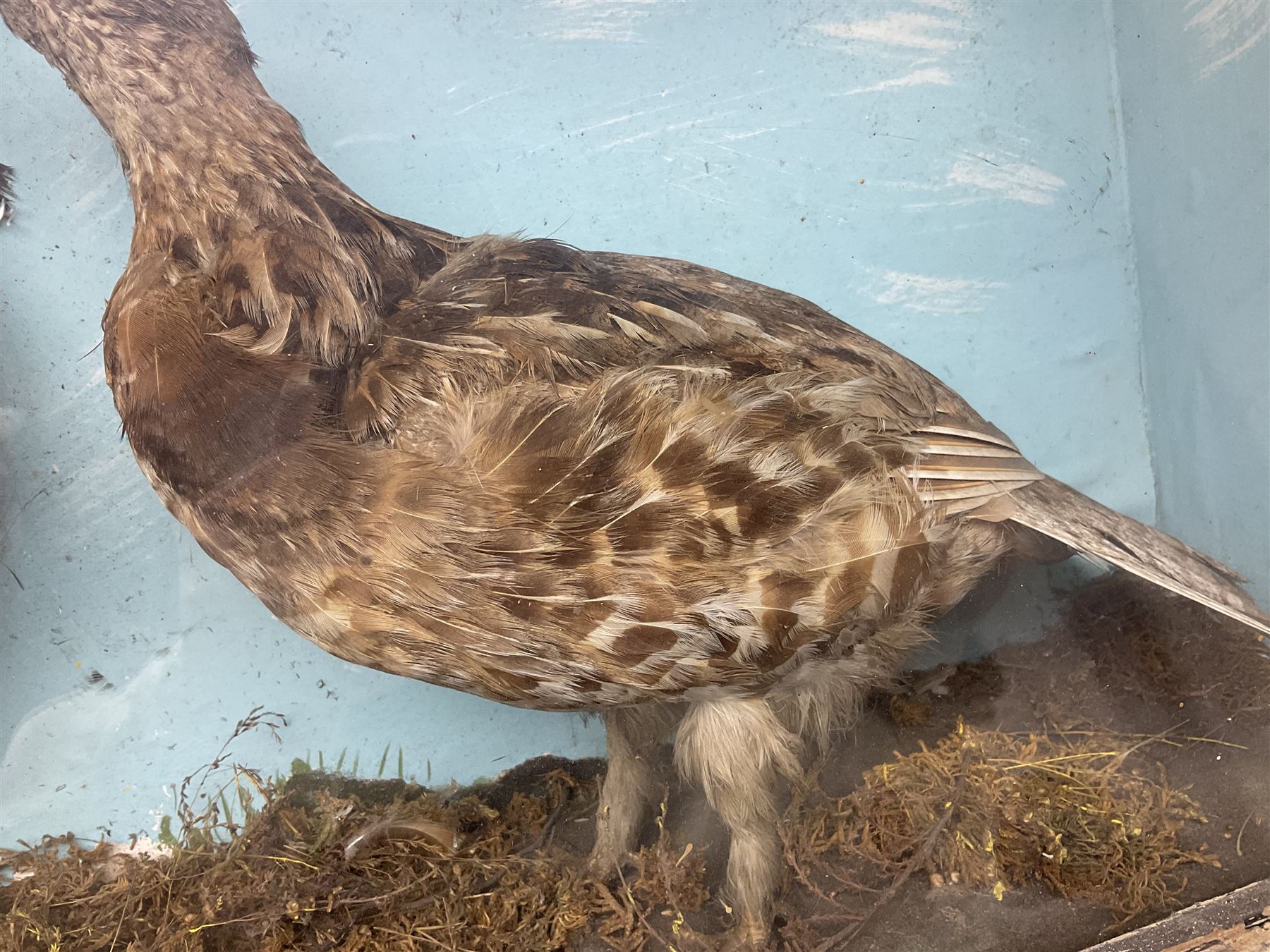 Taxidermy; Cased pair of Ruffed Grouse (Bonasa umbellus), male and female adult mounts, in a naturalistic setting, encased within a single pane display case, H39cm, L68cm