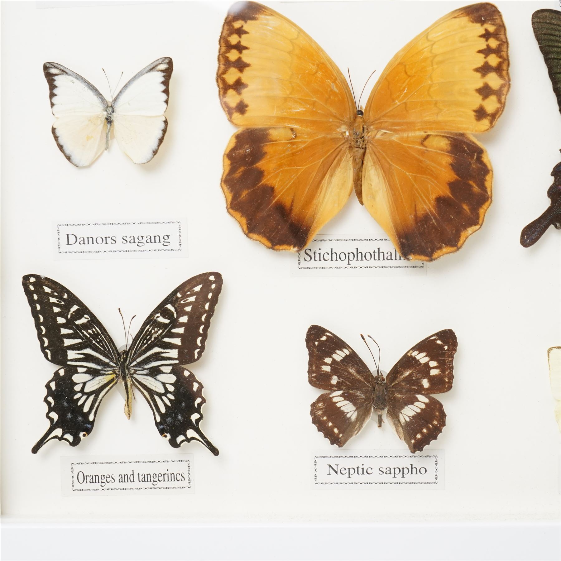 Entomology - frame containing twelve assorted butterflies 