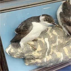 Taxidermy: 20th century cased pair of Little Auks (Alle alle), full mounts standing upon a simulated rocky ledge, set against a light blue painted backdrop, encased within a five pane display case with frame mount, with taxidermy paper label verso detailed David Astley Taxidermist, H38cm L40cm D12.5cm 